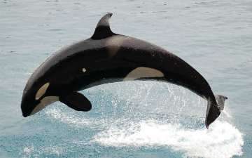 Orca